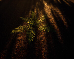 Wall Mural - Fern on forest ground covered in fallen leaves in dappled sunlight.