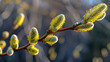 Spring background, the first green fluffy buds swell and bloom willow tree, poster