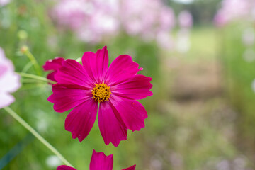 Wall Mural - Close-up Purple Cosmos flower field in the morning at Chaing Mai, Thailand.