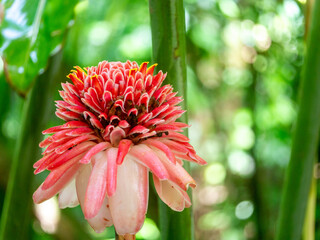 Etlingera elatior (also known as torch ginger, ginger flower, red ginger lily, torchflower, torch lily, wild ginger, honjé, combrang, kecombrang, Cekala (Sumatra), bunga kantan, Philippine wax flower,