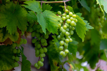 Wall Mural - Selective focus of bunches of young green and unripe grapes on the vine with green leaves, A grape is a fruit botanically a berry of the deciduous woody vines of the flowering plant genus Vitis. 