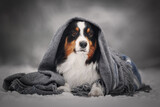Fototapeta Konie - Aussie dog wrapped in blanket