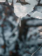 Ice Hanging On The Branches Of A Tree In Winter Time