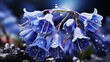 beauty flower Bluebell