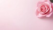 © Ziyan - Decorative web banner. Close up of blooming pink roses flowers and petals isolated on white table background. Floral frame composition. Empty space, flat lay, top view