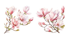 Watercolor Spring Blooming Magnolia Tree Branches Clipart, Isolated Illustration On White Background