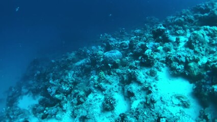 Wall Mural - coral reef in the blue sea