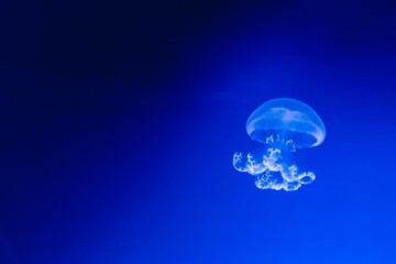 Wall Mural - A lion's mane jellyfish underwater