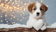 Cute puppy with a white openwork heart, dog love concept, Valentine s Day, love symbol