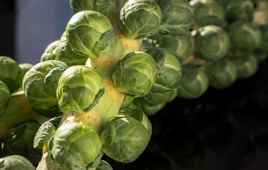 Fresh raw organic green brussel sprouts on stalks on Reflection black background with Natural sunlight. Brussel Sprouts Groninger vegetable, Uncooked Rosenkaal Brussel sprouts, Space for text, Selecti