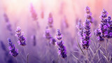 Fototapeta Lawenda - lavender flowers on a blurry background