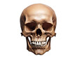 © Aleksandr - Skull, isolated on a transparent or white background