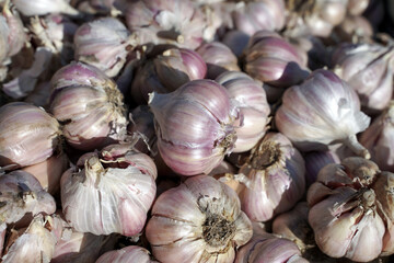 Wall Mural - Background or texture from heads of spring garlic. Bright bulbs of garlic are on display at the local market.          