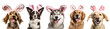Rabbit Ears and Bunny Costume: Easter Ready Dog Set Banner of Cute Pet, Isolated on Transparent Background, PNG