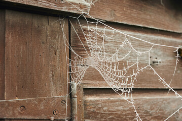 Wall Mural - A frozen spider web hanging from an old wooden shed.