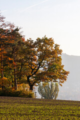 Canvas Print - Autumn Foliage in Zurich, Switzerland