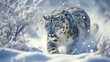Snow Leopard Prowling in Snow-Covered Landscape