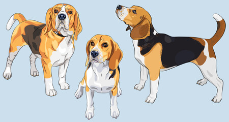 Wall Mural - Vector set of serious dog Beagle breed