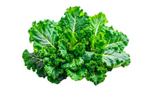 Fresh Green Organic Kale Leaves Isolated Isolated On Transparent Or White Background. Creative Layout Made Of Kale Closeup. Flat Lay. Food Concept.