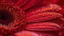 Close-up View Showcasing The Intricate Details Of Red Gerbera Daisy's Petals - Generative AI