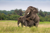 Fototapeta Sawanna - Miłość słoni na afrykańskiej sawannie w Amboseli National Park Kenya