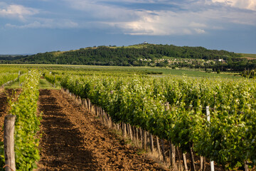 Poster - Traditional wine cellars (Gombos-hegyi pincesor) in Hercegkut, UNESCO site, Great Plain, North Hungary