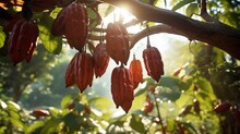 A Mesmerizing View Of A Venezuelan Cacao Tree In Its Full Glory, With Ripe Cacao Pods Glistening Under The Sun, Offering A Glimpse Of Chocolate's Origin.