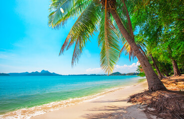 Wall Mural - beautiful coconut palm tree on tropical beach