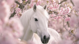 Fototapeta Konie - White horse up close, surrounded by delicate sakura blossoms in a radiant spring garden