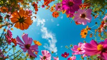 Beautiful Flowers From Below Against A Blue Sky Background. Unusual Angle On Floral