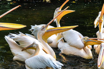 Wall Mural - Great White Pelican, Pelecanus onocrotalus in a park