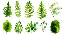 Fern Watercolor Collection Isolat On White Background