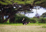 Fototapeta Sawanna - Struś afrykański w Parku Narodowym Amboseli Kenia