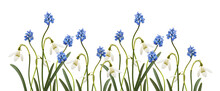Small Blue Flowers Of Muscari  And Snowdrops In A Spring Floral Border Isolated On White Or Transparent Background