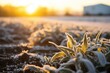  a close up of a plant in a field with the sun in the back ground and a house in the distance in the distance with snow on the ground and in the foreground.