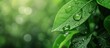 © Leafart - Closeup view of fresh green leaf with water drops in there on natural background. Generate AI image