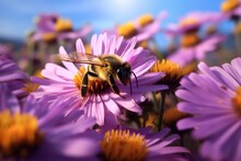  A Bee Sitting On A Purple Flower In The Middle Of A Field Of Purple And Yellow Flowers With A Bright Blue Sky In The Backround Of The Picture.