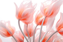Glass Texture Flower Stems Petals Tulip Flowers White Background