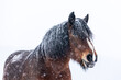 Pferd im Schneegestöber