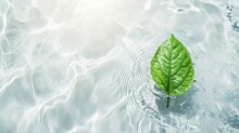 Green Leaves On Water Surface. Beautiful Water Ripple Background For Product Presentation. Copy Space