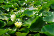Closeup to loto flower floating on a pond in Delhi India