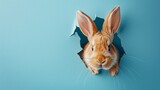 Fototapeta Zachód słońca - Rabbit Peeking Through Hole in Wall, Curious Animal Looking Out