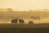 Fototapeta Konie - silhouette of wildebeests in a dust storm in Amboseli NP