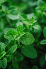 Poster - A detailed view of a plant with vibrant green leaves. Perfect for nature enthusiasts or botanical-themed projects