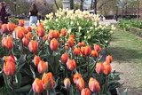 Fototapeta Paryż - tulipany, sztokholm, szwecja