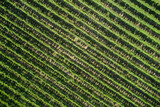 Fototapeta Do pokoju - Vineyard plantation top view. Rows of vineyards in Italy. Italian vineyards aerial view. Italian viticulture near Lake Garda.