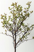 Twigs Of Corokia Cotoneaster In Front Of White Background