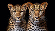 Two leopards on a black background, close-up.