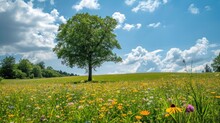  A Lone Tree In A Field Of Wildflowers Under A Blue Sky With White Clouds And Blue Sky With Wispy Wispy Wispy Clouds.