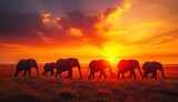 Fototapeta Sawanna -  a herd of elephants walking across a grass covered field under a bright orange and blue sky with the sun setting in the middle of the middle of the horizon behind them.